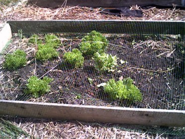 Bed:  netting protection
